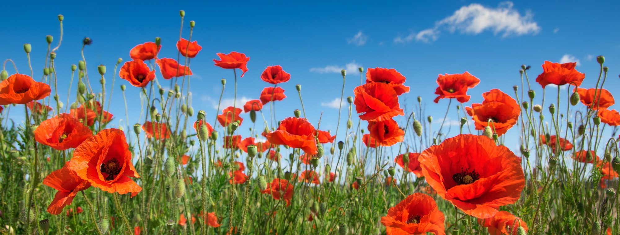 A field of red poppies in bloom under a bright Texas sky.